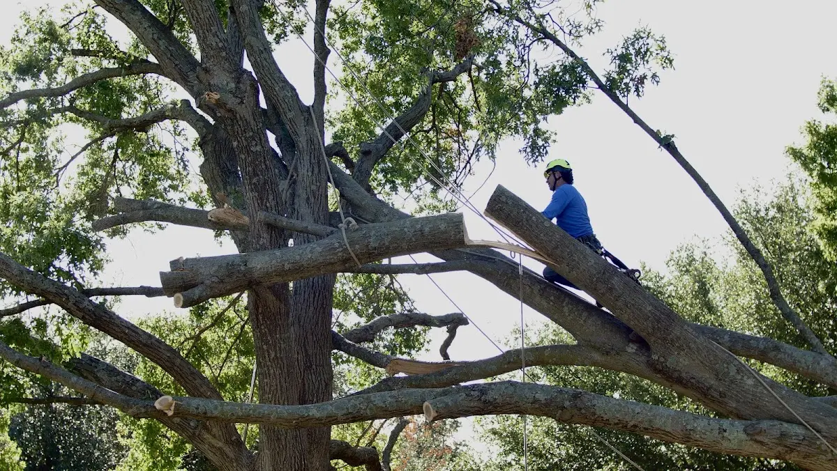 Professional Crown Thinning performed by certified arborists in Clarksville