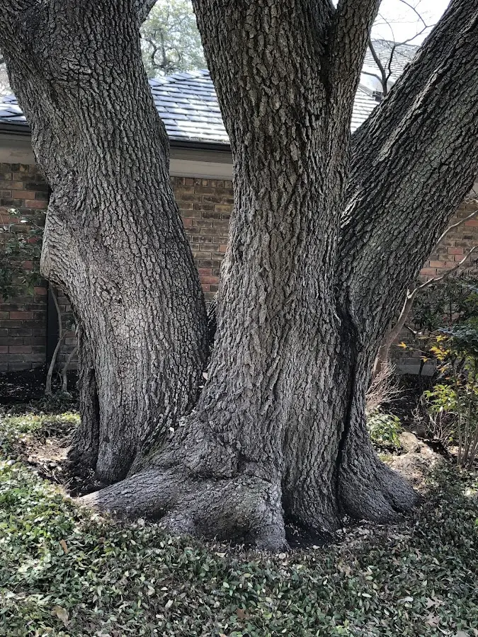 Mature heritage tree close to a Clarksville property cared for by certified arborists